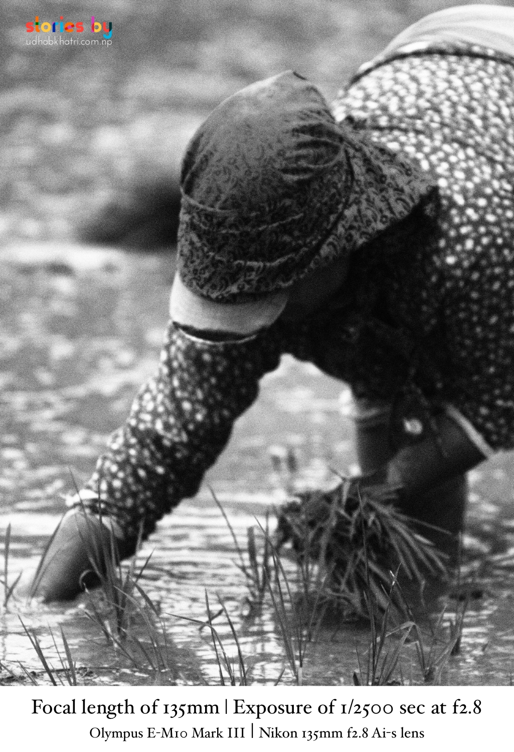 Nepali woman planting rice in paddy field