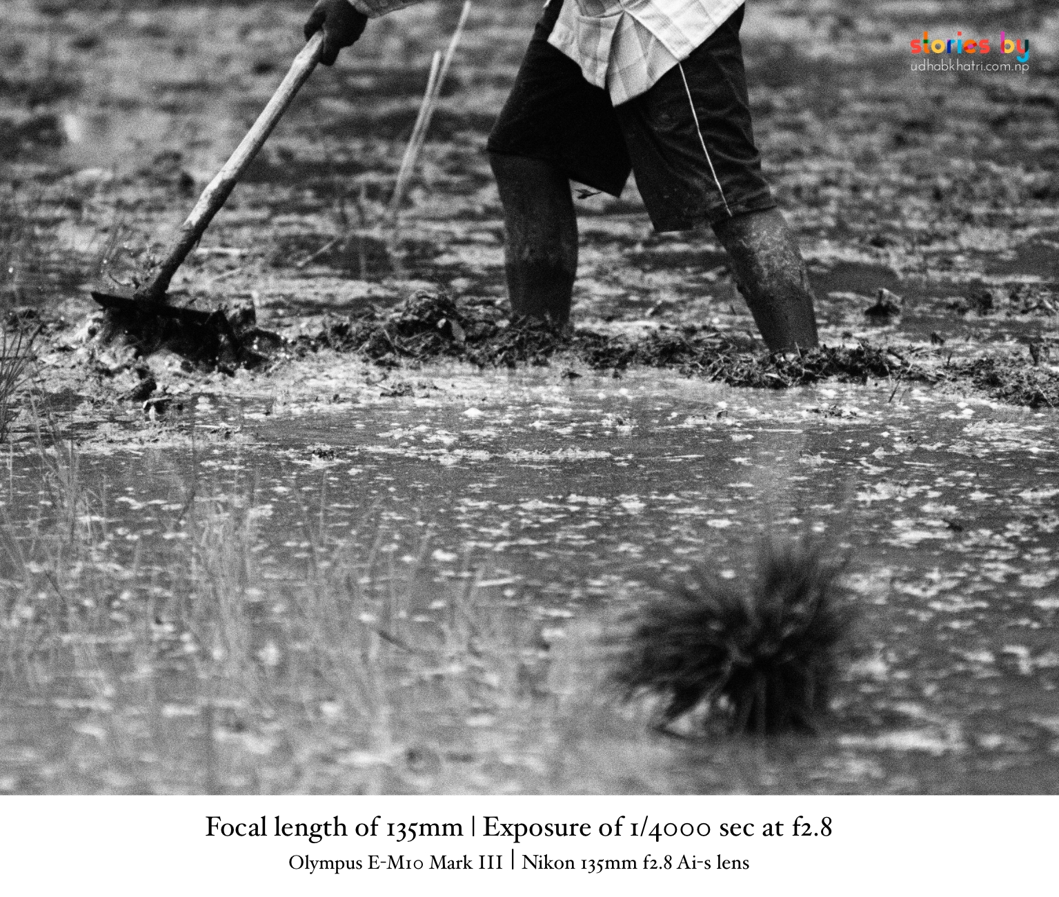 Nepali farmers in monsoon paddy fields