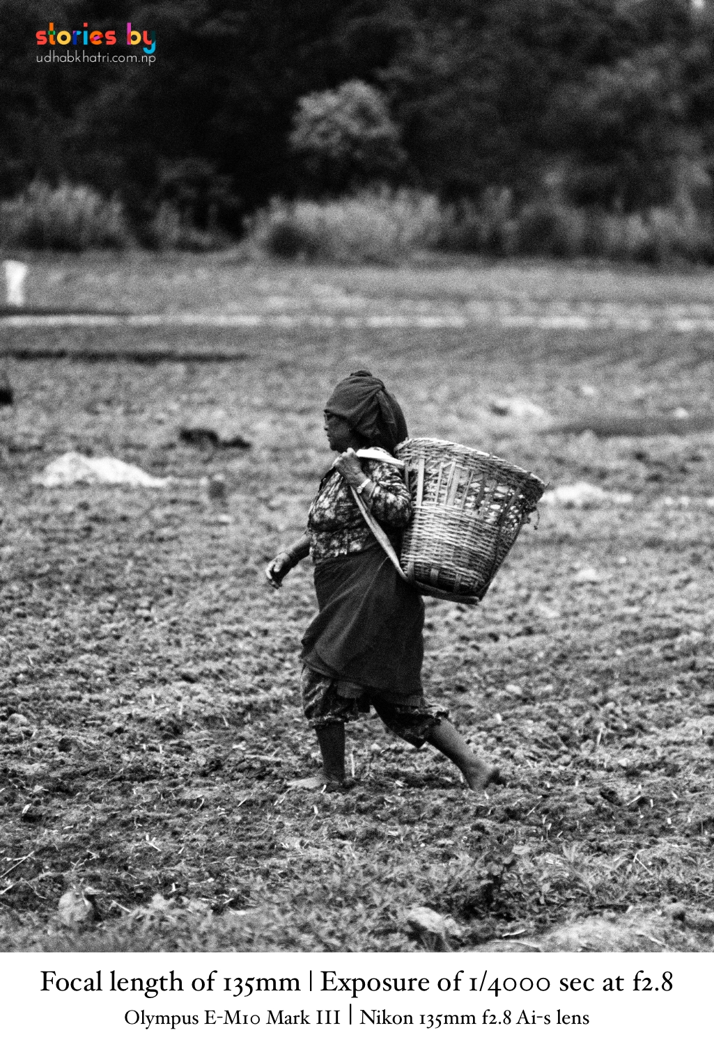 Monsoon rice planting in Nepal portrait