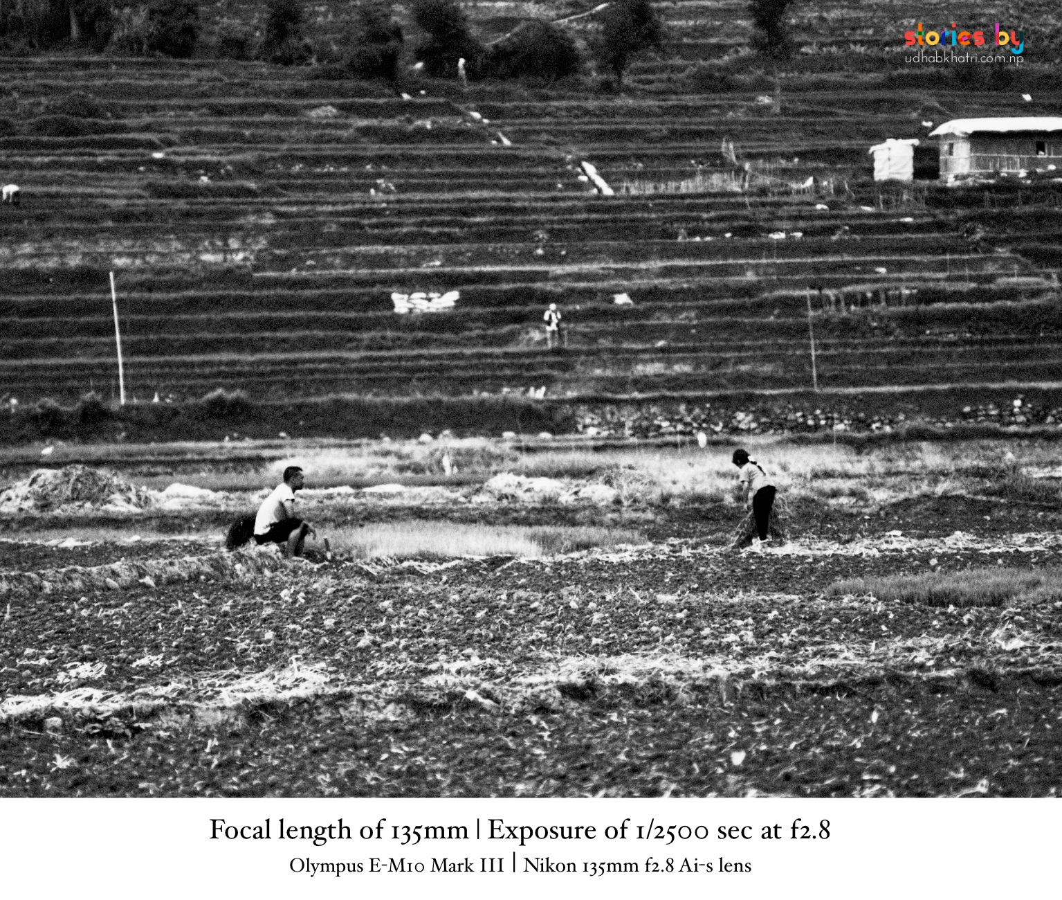 Farmers planting rice in the mud