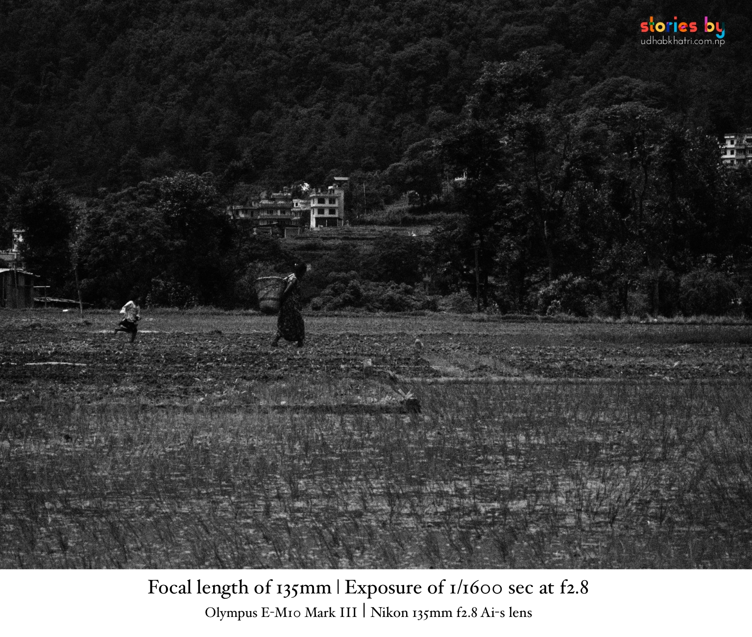 Traditional rice planting in Nepal