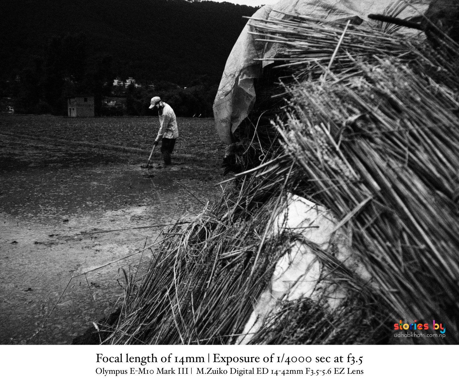 National Paddy Day Nepal celebration